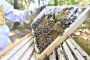 Včelař - zpracovatel včelích produktů produktů